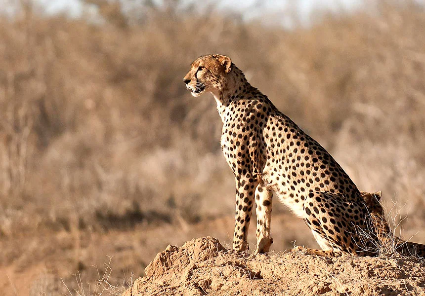 Gepard auf einem Aussichtspunkt im Tsavo
