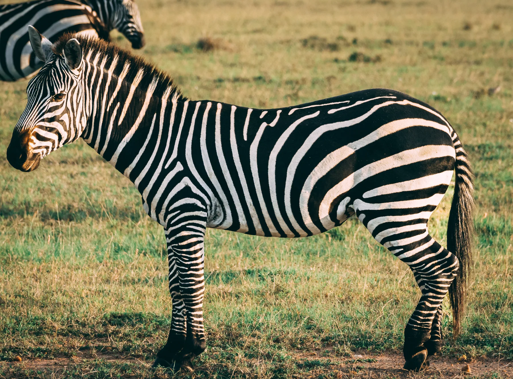 Zebra in der Savanne Kenias