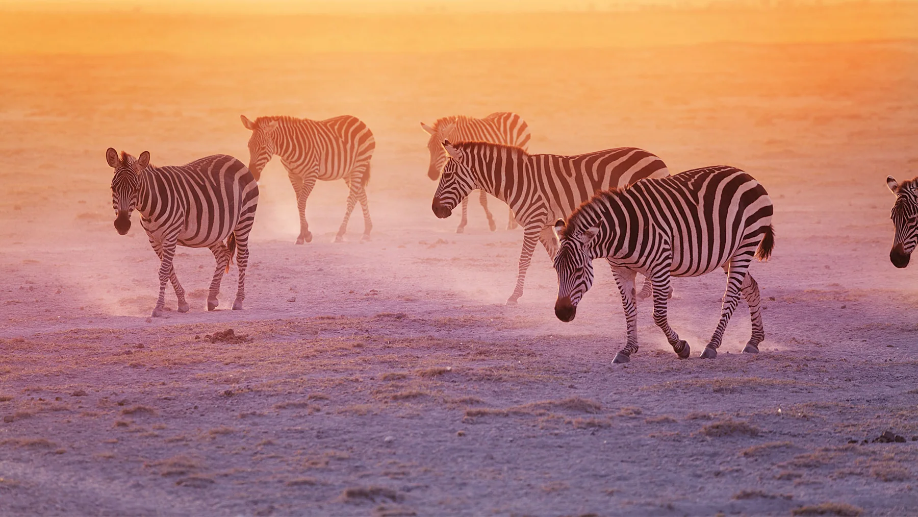 Zebras im warmen Licht der Savanne